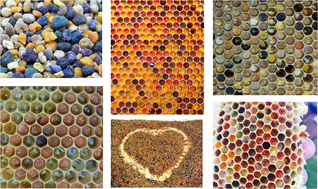 The colours of pollen InsigniaEU